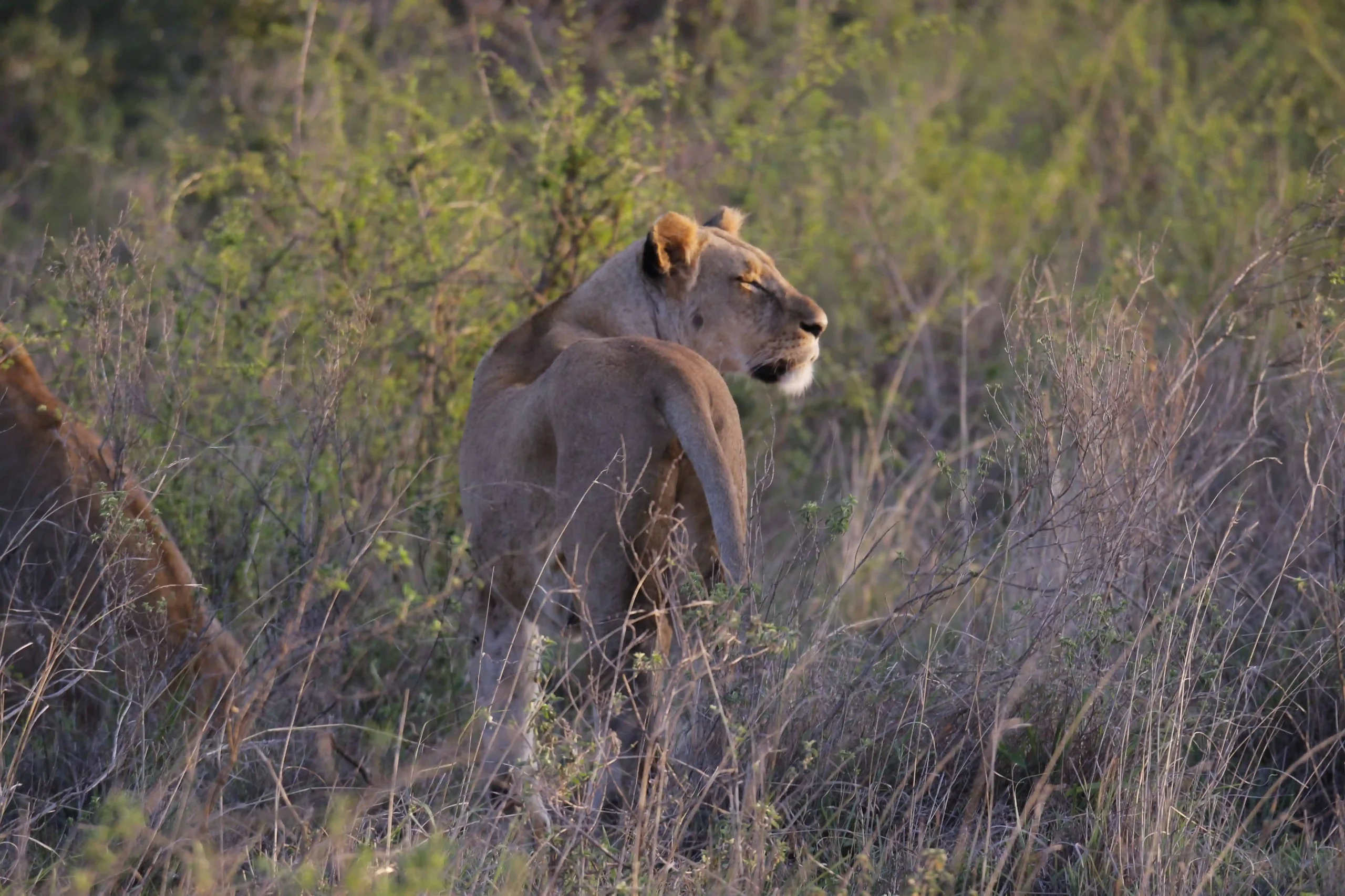 Tanzania - African Citril Safaris